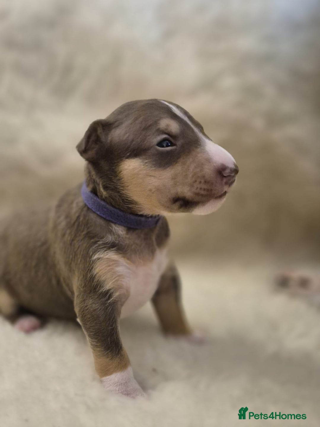 Miniature Bull terrier dogs for sale: 🐾 Exclusive Miniature Bull Terrier Puppies 🐾 - Image 26