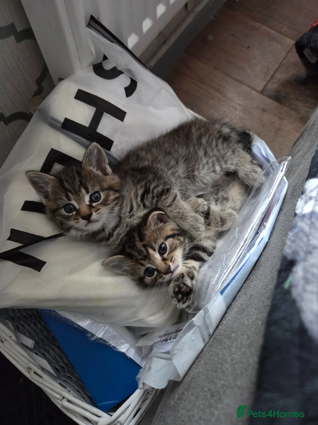 Mixed Breed cats for sale: 3 beautiful kittens for sale - Advert 12