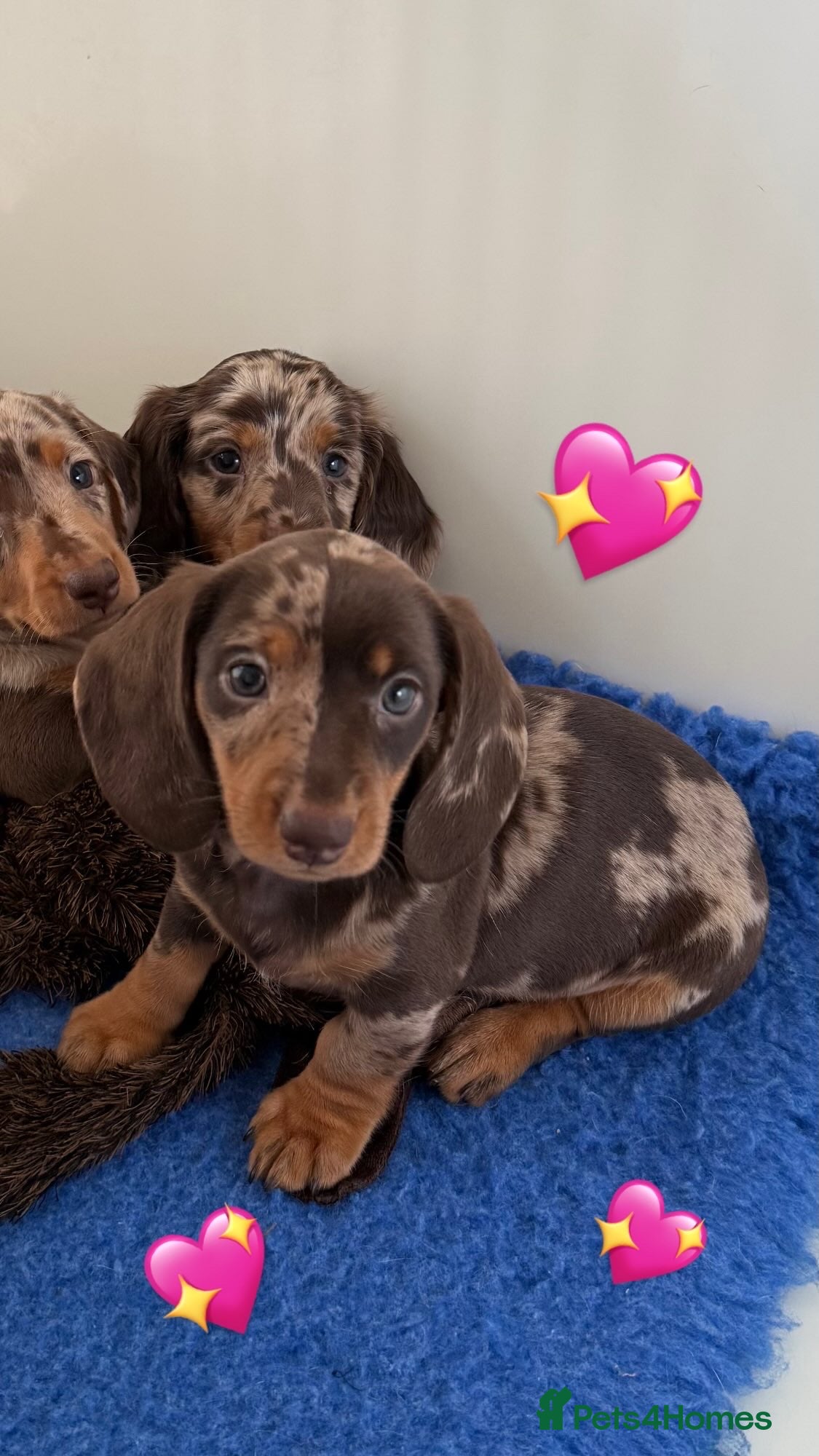 Miniature Dachshund dogs Quality miniature long hair & smooth hair puppy's - Advert 1