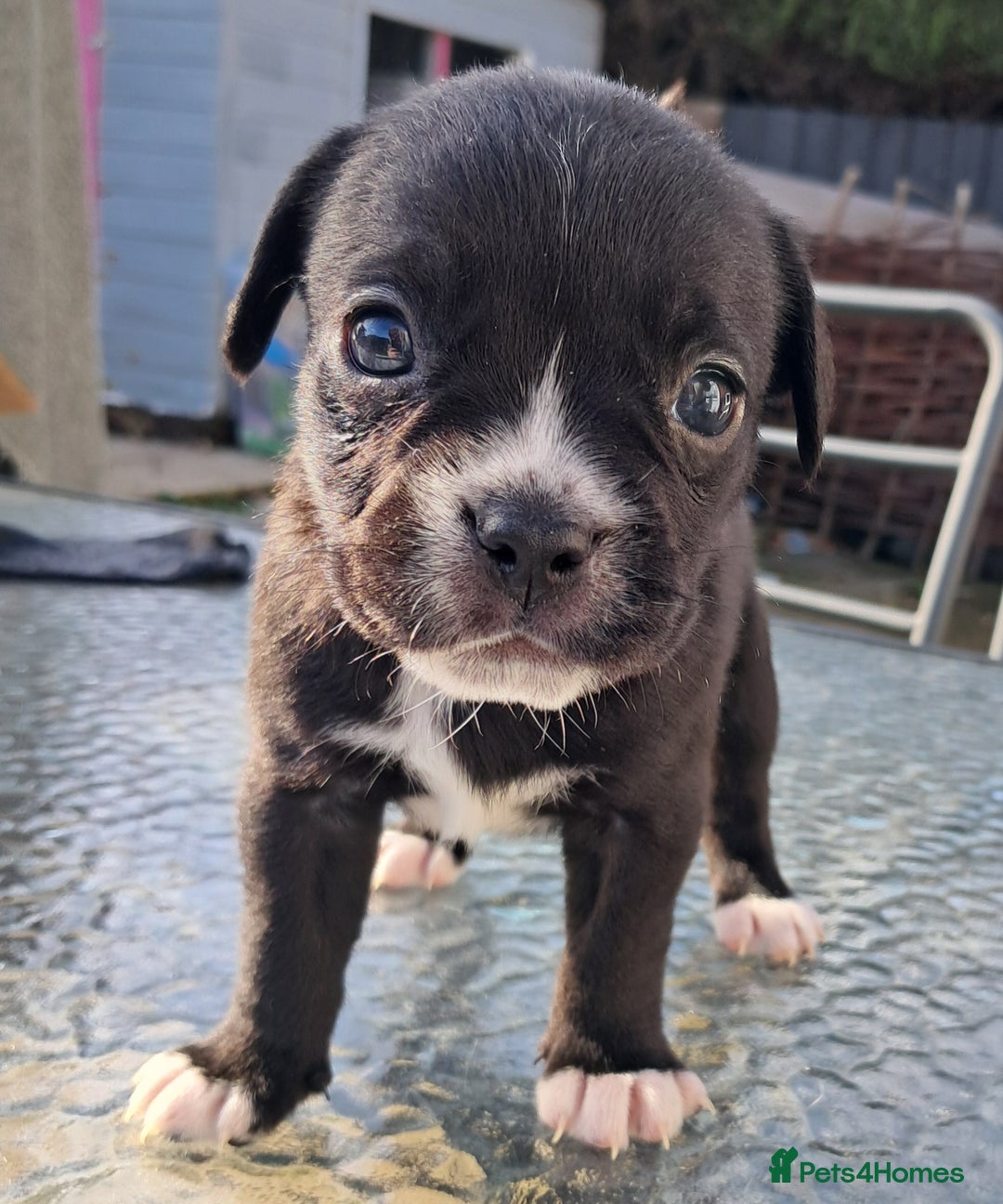 Mixed Breed dogs for sale: Frenchbulldog cross puppies  - Image 3