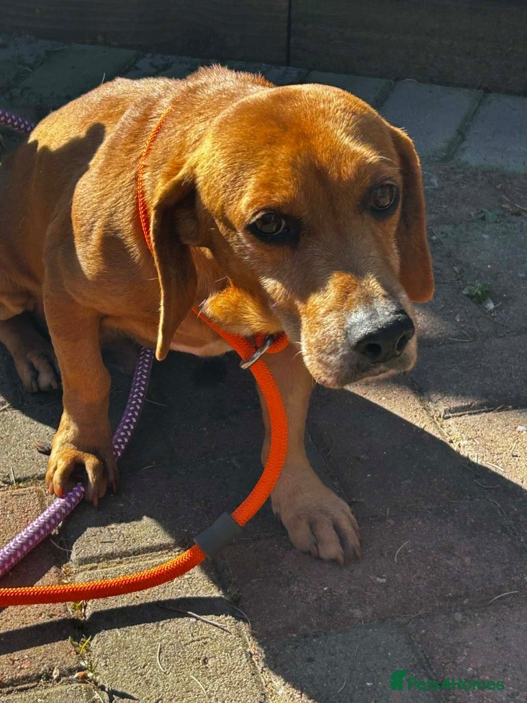Mixed Breed dogs Marley - Advert 1
