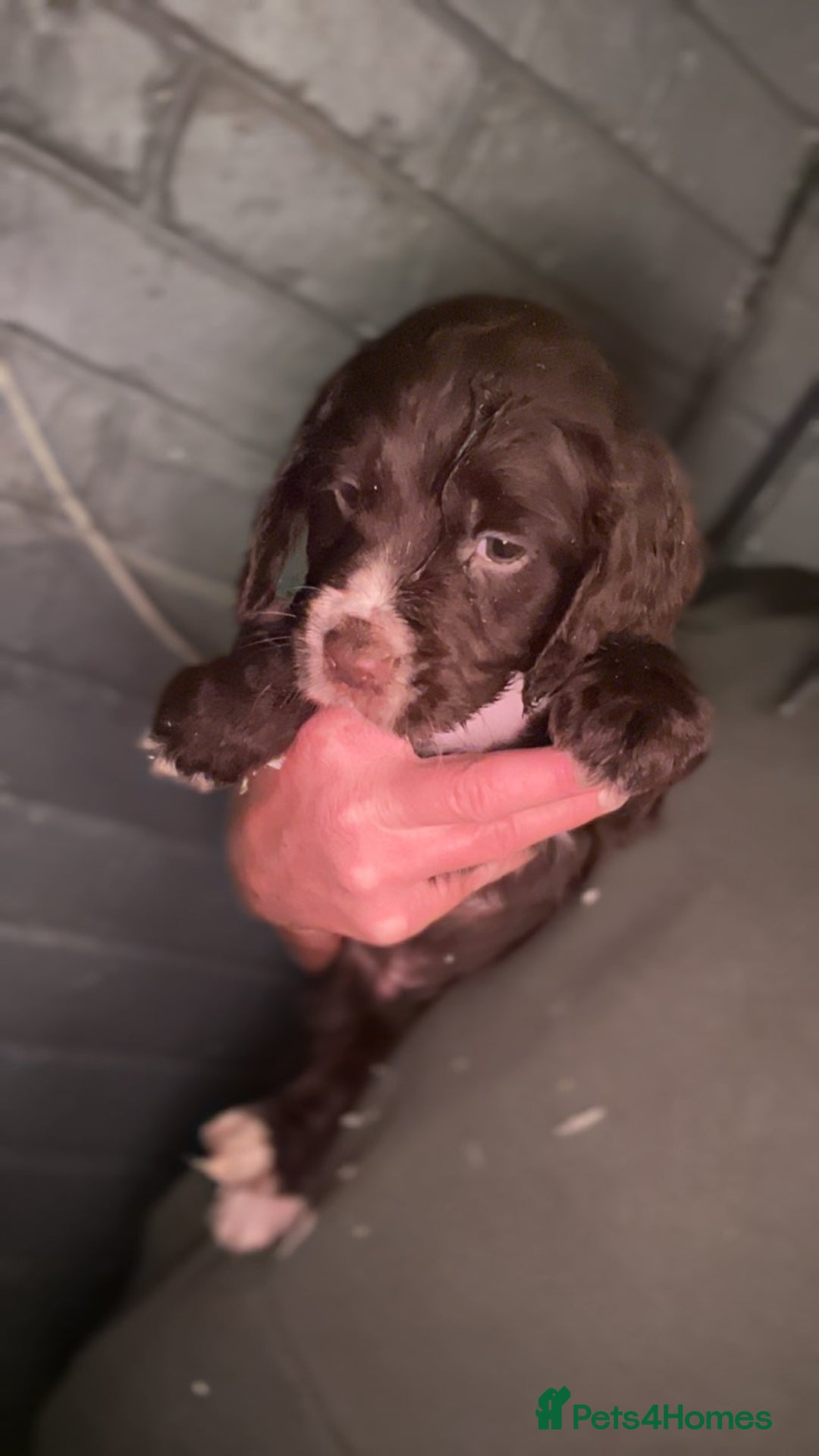 Cocker Spaniel dogs for sale: Cocker spaniel  - Image 11