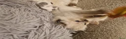 Ragdoll cats for sale: Health tested pure ragdoll  kittens  - Advert 3