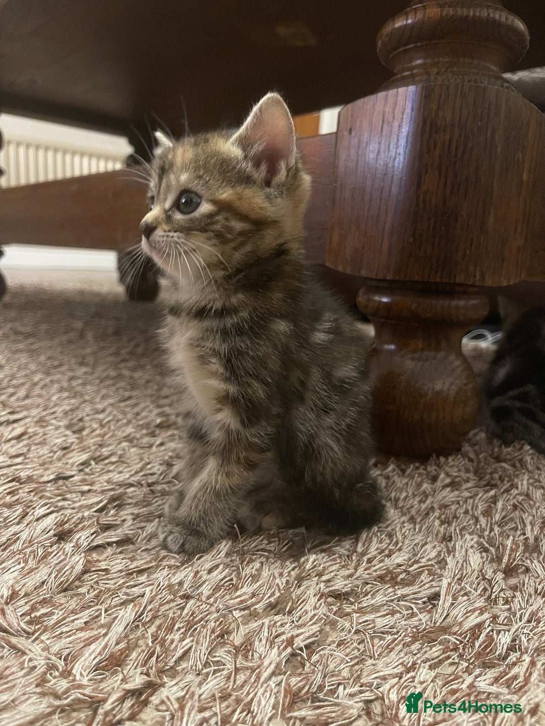 Mixed Breed cats for sale: Beautiful Kittens inc Ginger Girl - Image 9