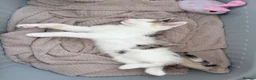 Mixed Breed cats for sale: Beautiful Kittens looking for Forever Homes 🐾 - Advert 5