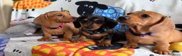 Miniature Dachshund dogs for sale: KC Mini Dachshund.  - Advert 4