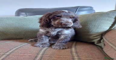 Cocker Spaniel dogs - Advert 3