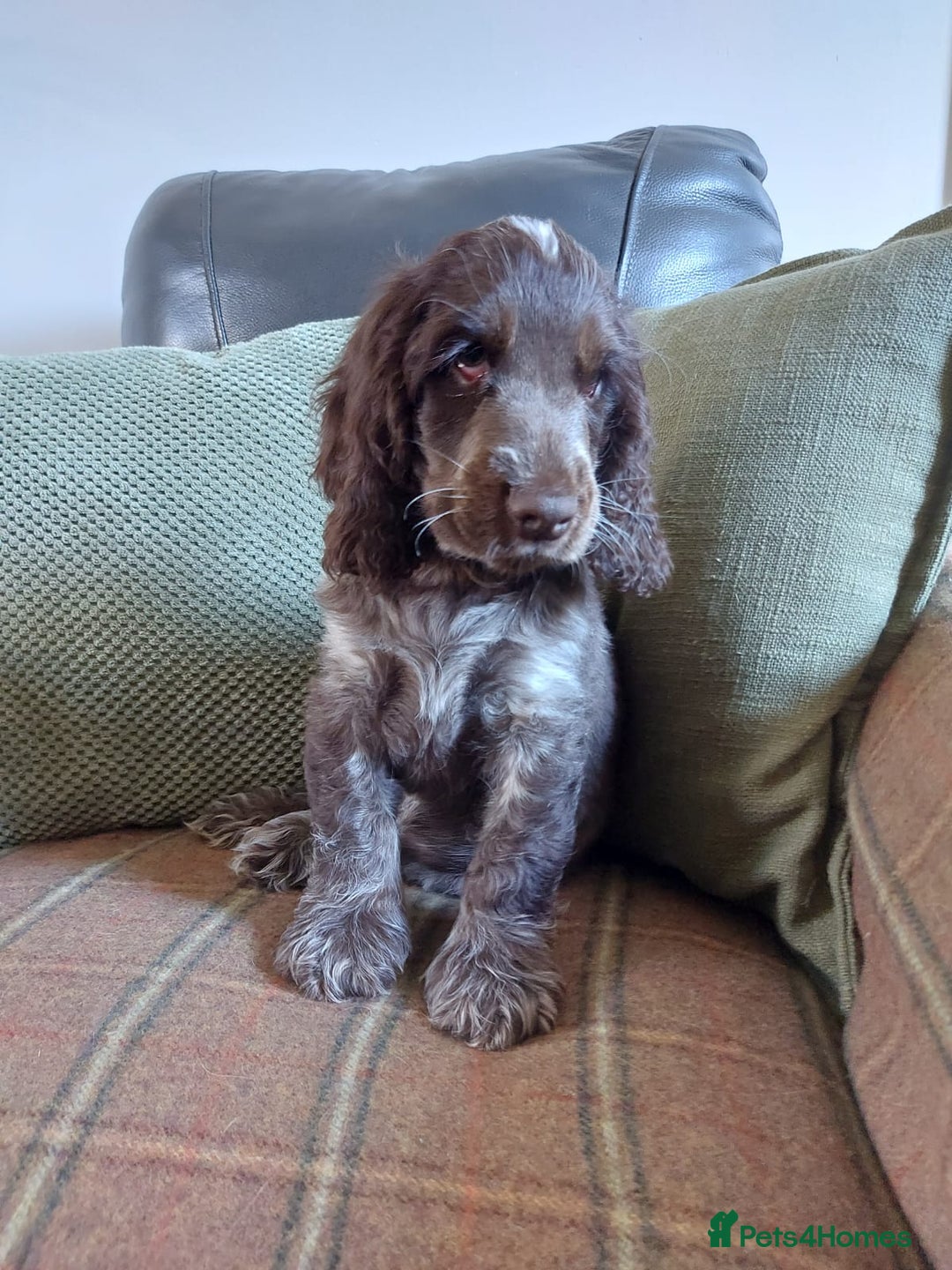 Cocker Spaniel dogs for sale: 1 beautiful kc reg show cocker puppy for sale - Image 2