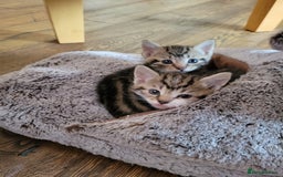 Mixed Breed cats for sale: 4 adorable kittens for sale - Image 3