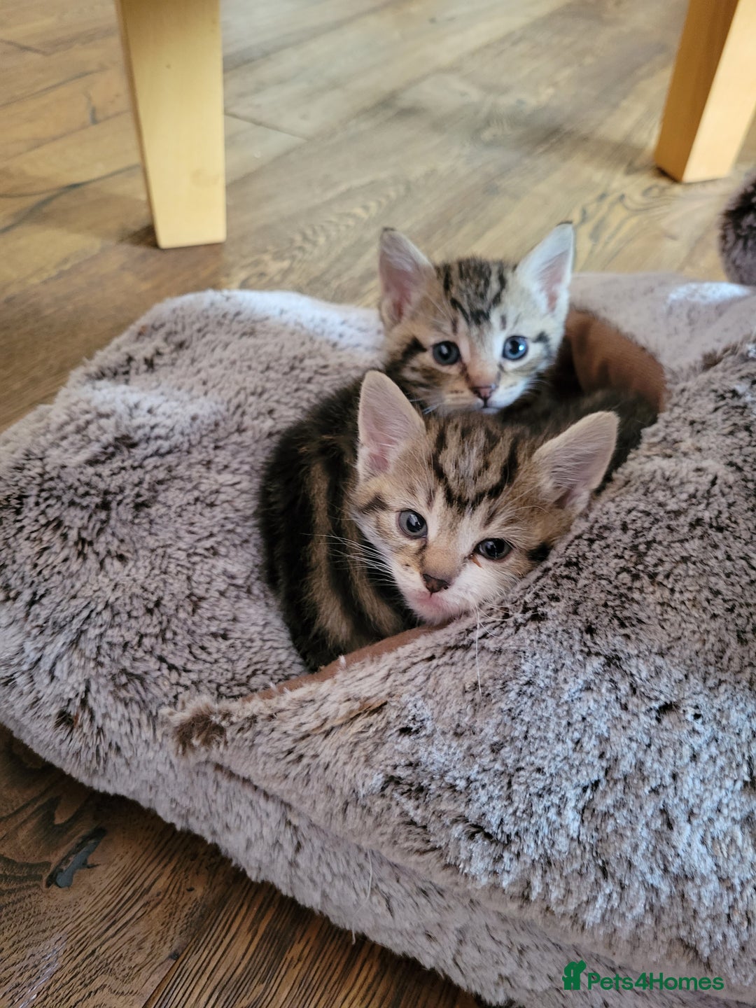 Mixed Breed cats for sale: 4 adorable kittens for sale - Image 3