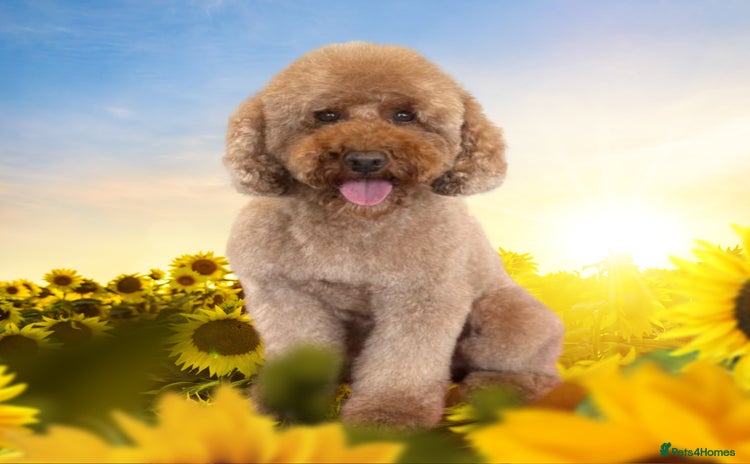 Miniature Poodle dogs in Market Drayton - Advert 1