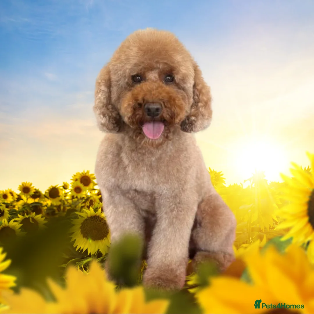 Miniature Poodle dogs for stud: Kc reg apricot  dna fully tested min poodle stud in Market Drayton - Advert 4