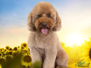 Miniature Poodle dogs Kc reg apricot dna fully tested min poodle stud - Advert 2
