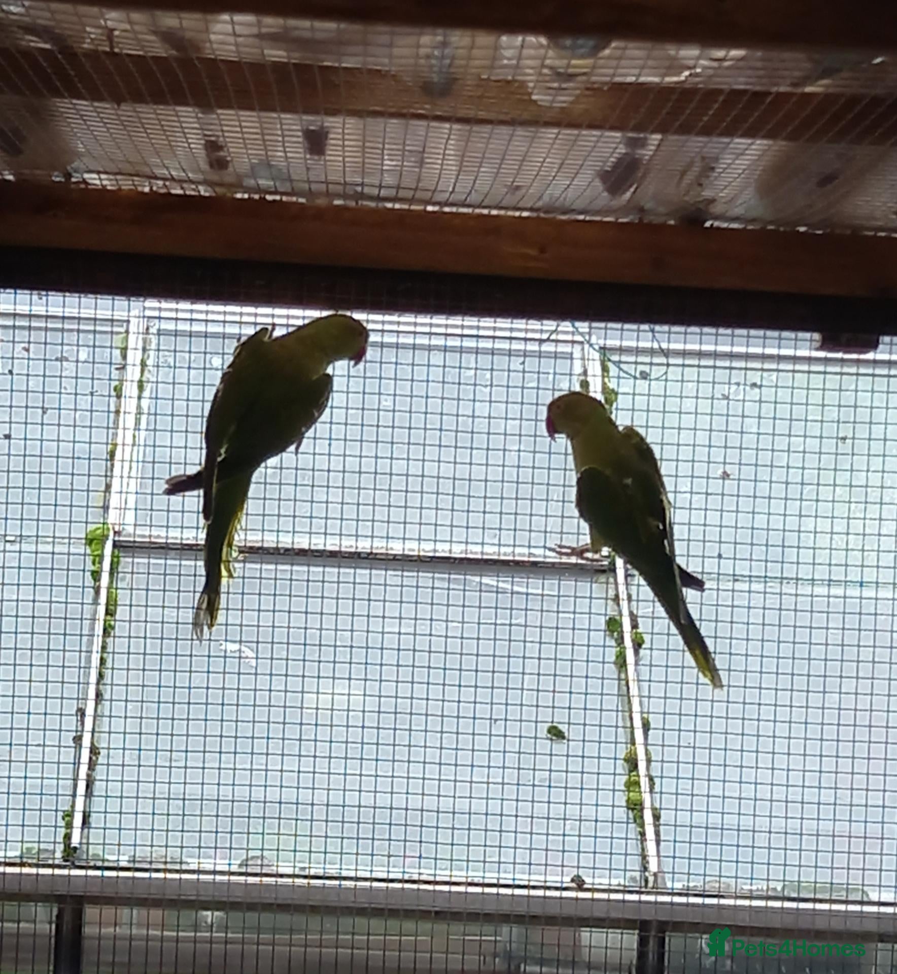 Ringnecks birds Green Indian ringneck parakeets £150 each - Advert 1