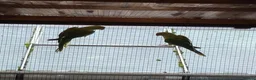 Ringnecks birds for sale: Green Indian ringneck parakeets £150 each in Sandbach - Advert 1