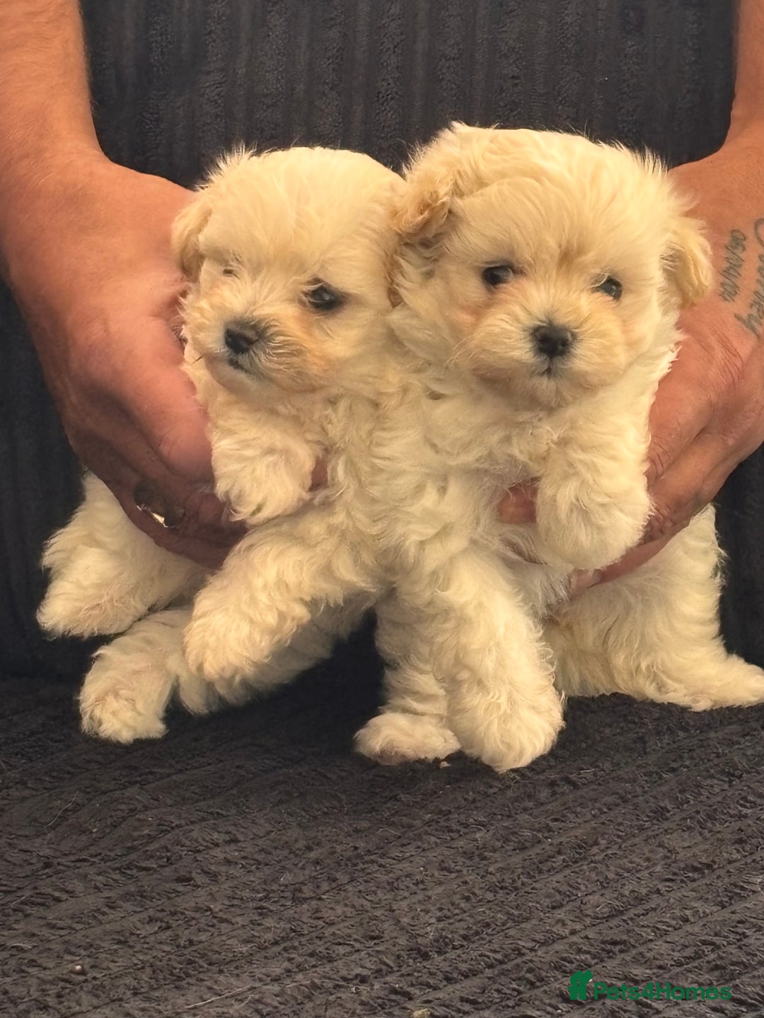 Maltipoo dogs for sale: Adorable Micro Maltipoo f1s  - Image 8