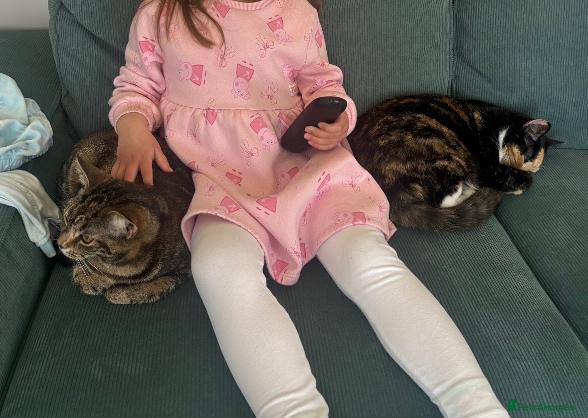 Mixed Breed cats 2 Sweet Girls - to go as a pair  - Advert 1