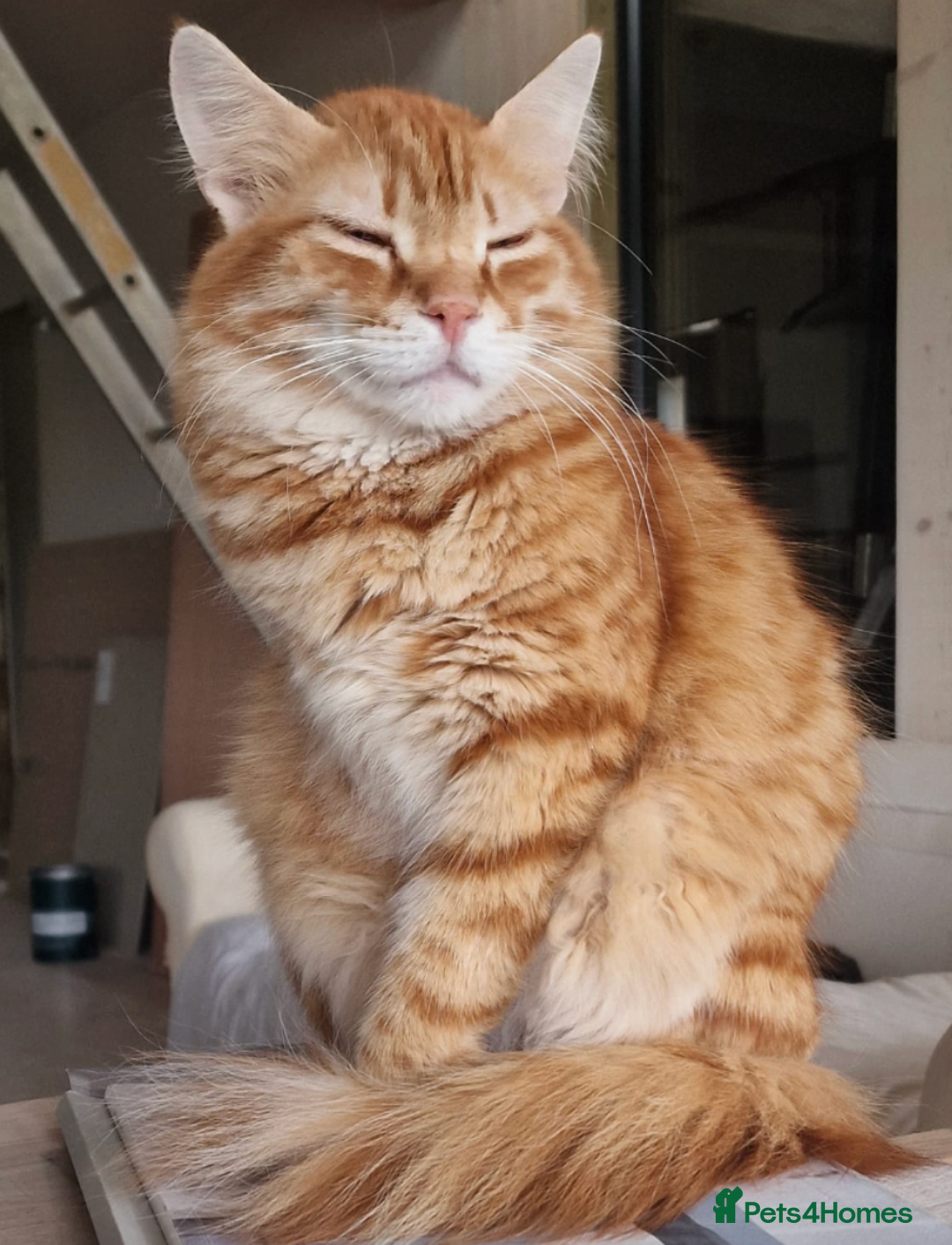 Mixed Breed cats for adoption: Sweet, gentle Kip is looking for a home - Image 5