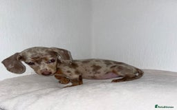 Dachshund dogs for sale: Dachshund  - Image 3