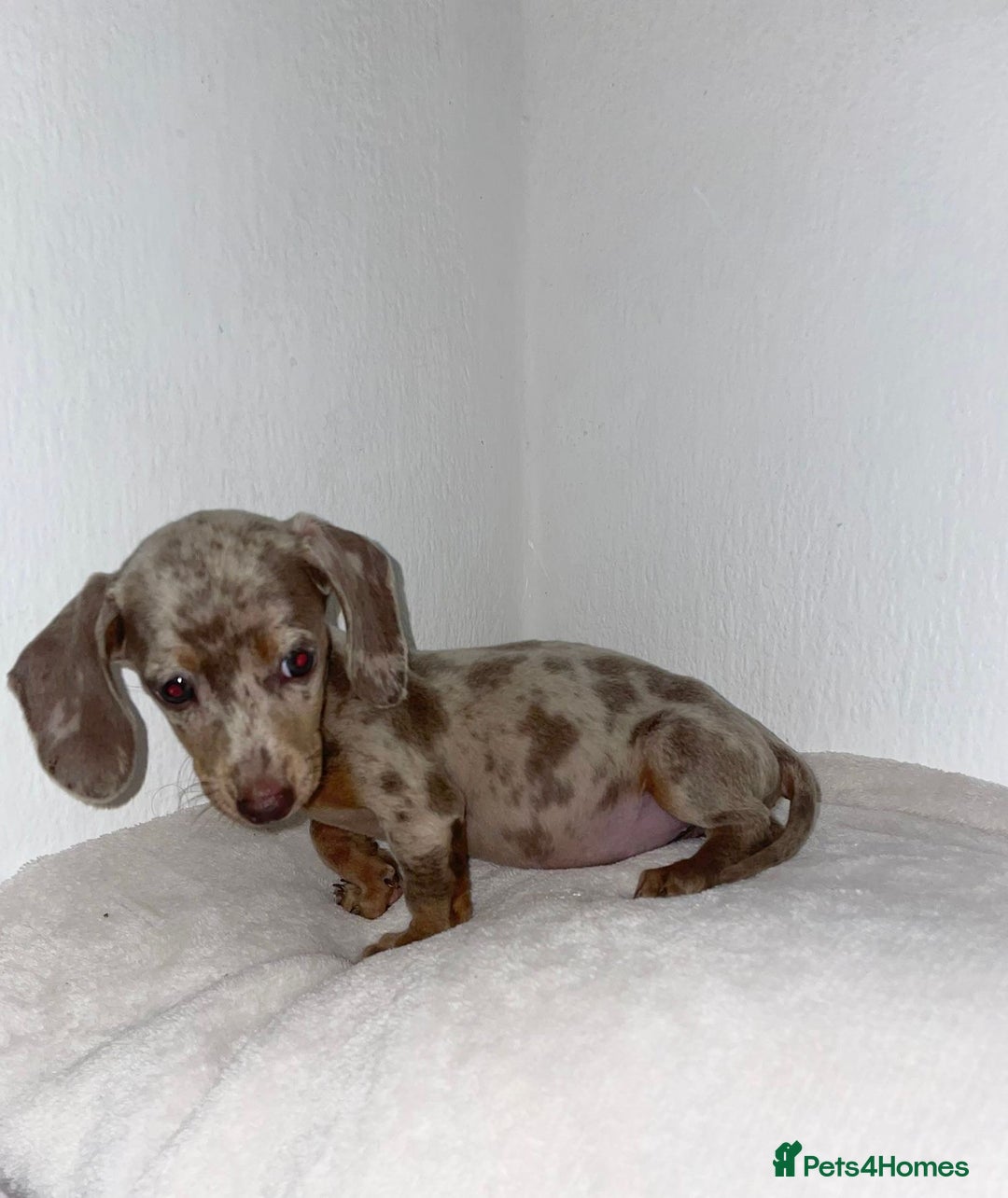 Dachshund dogs for sale: Dachshund  - Image 3