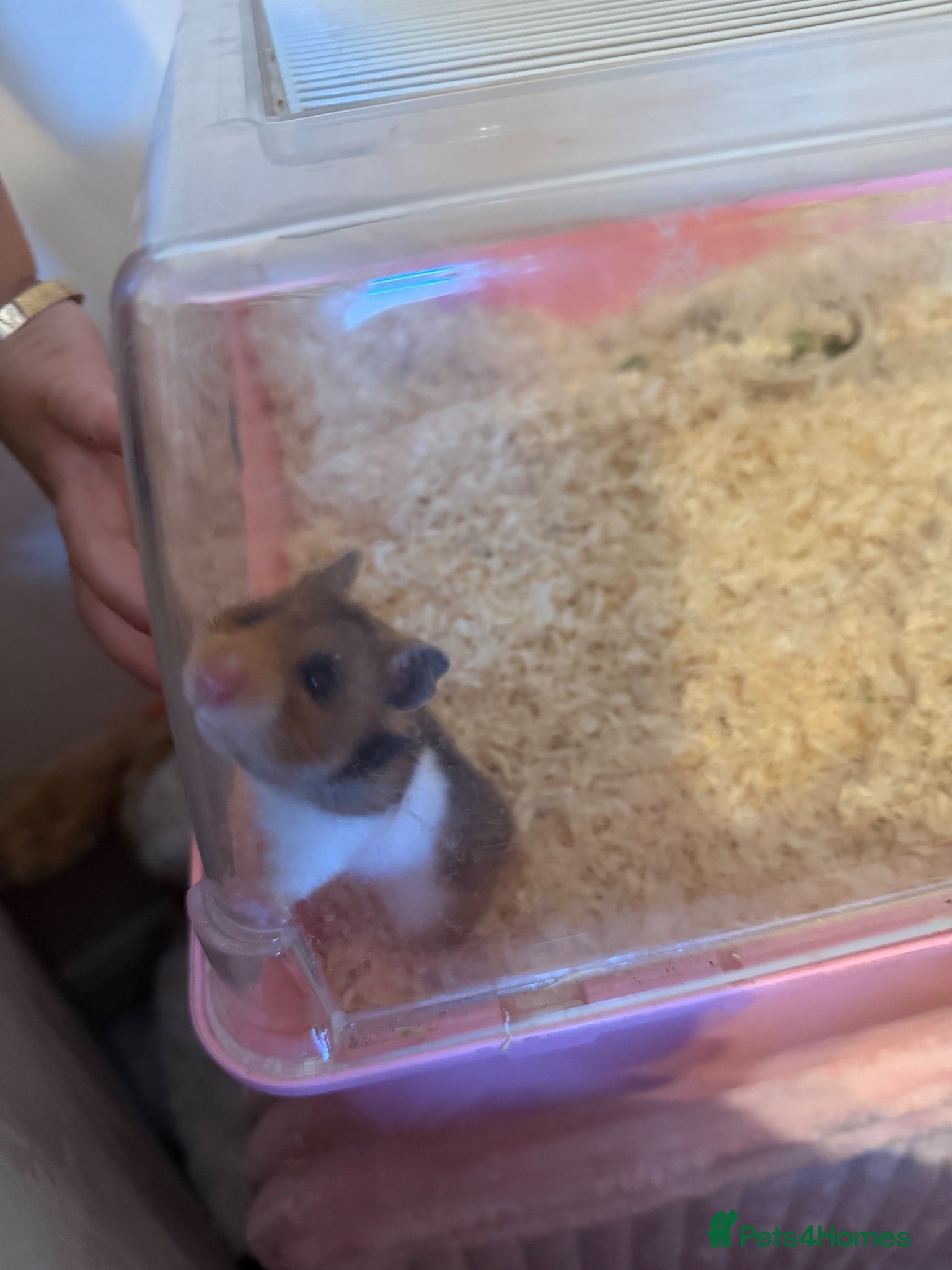 Hamster rodents Female hamster for sale - Advert 1