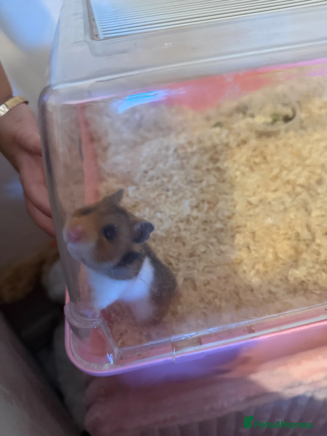 Hamster rodents for sale: Female hamster for sale in Brierley Hill - Advert 1