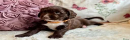 Sprocker dogs for sale: Sprocker Spaniel pups  in Stranraer - Advert 8