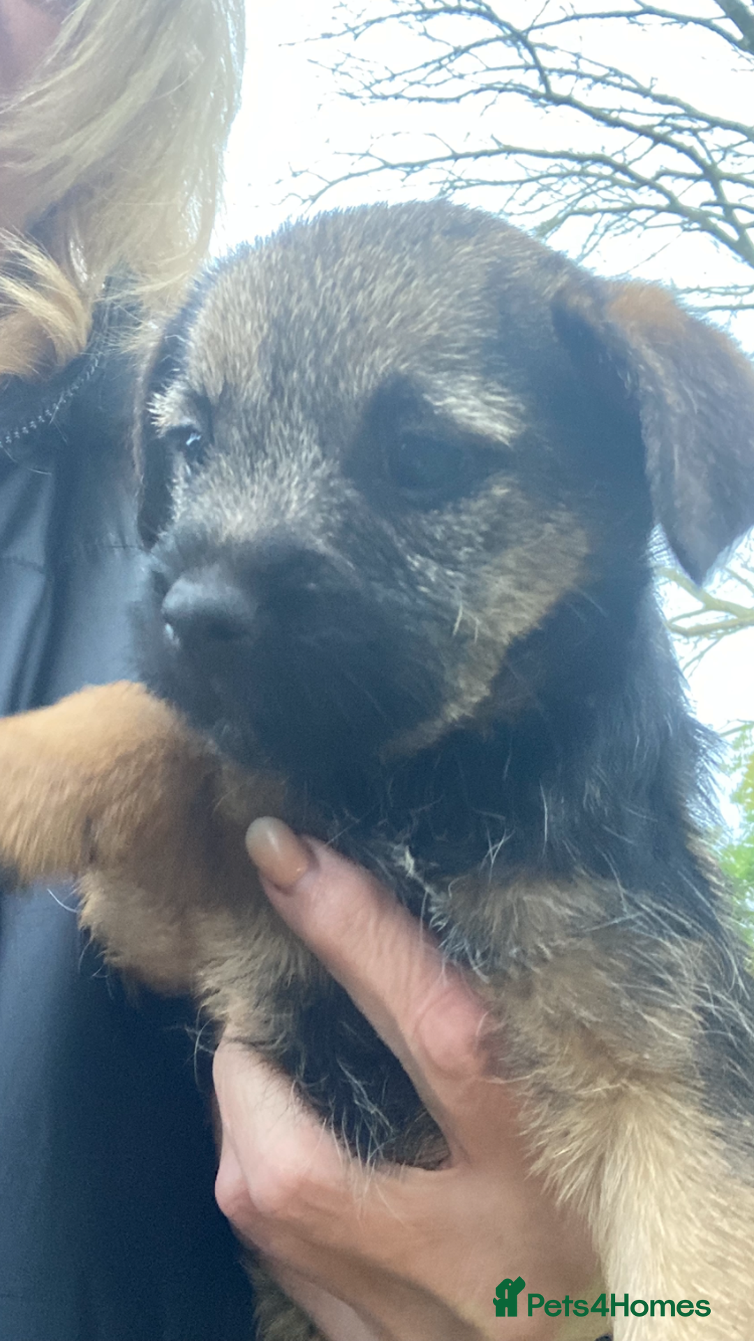 Border Terrier dogs for sale: KC reg border terrier puppies - Image 3