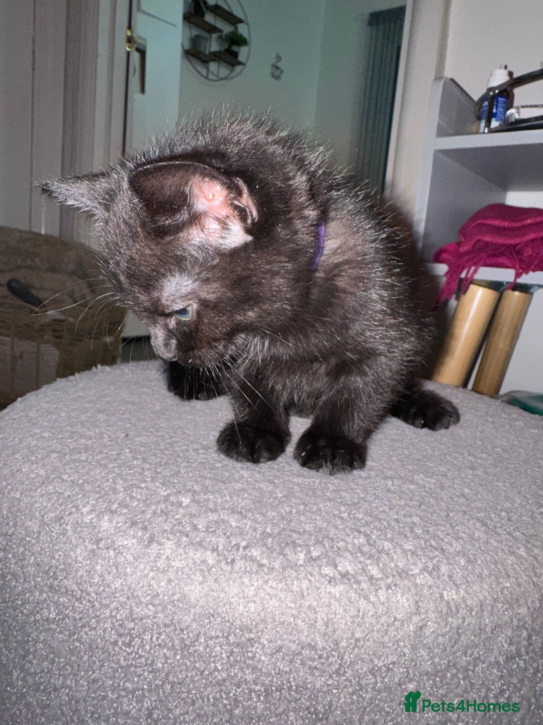 Mixed Breed cats for sale: 🐾 Beautiful Black & Tuxedo Kittens - Advert 11