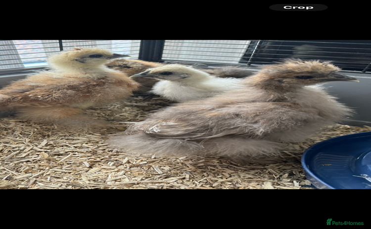 Chickens poultry - Advert 3