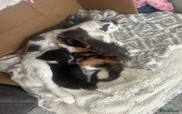 Mixed Breed cats for sale: 2 kittens  - Image 5