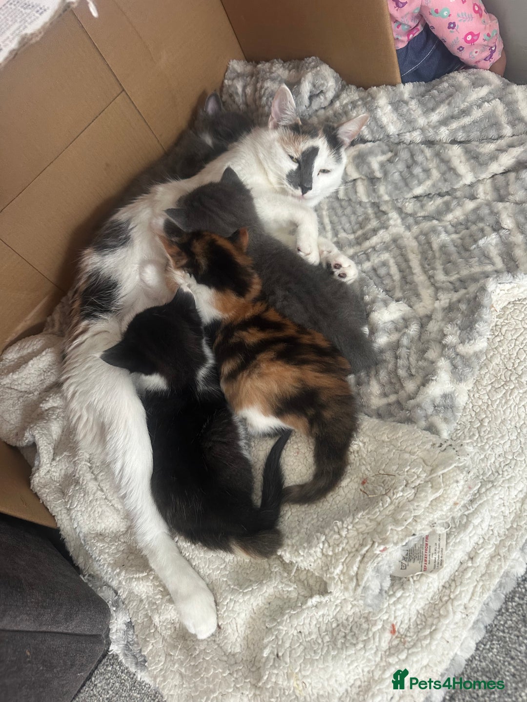 Mixed Breed cats for sale: 2 kittens  - Image 5