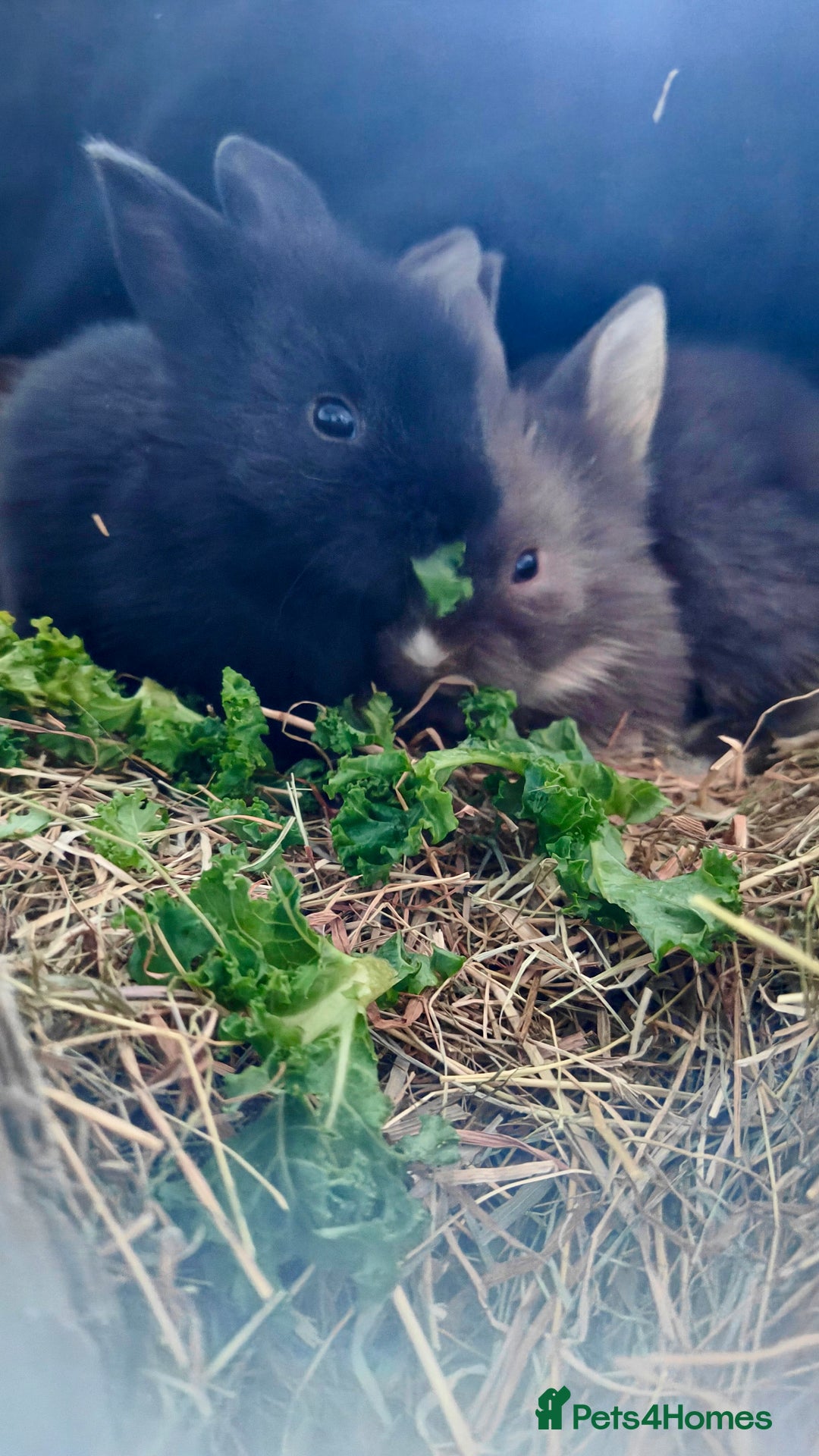 Lionhead rabbits for sale: Pedigree Lionhead Baby rabbits - Advert 9