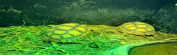 Tortoise reptiles for sale: Sacata tortoise x2 - Advert 3