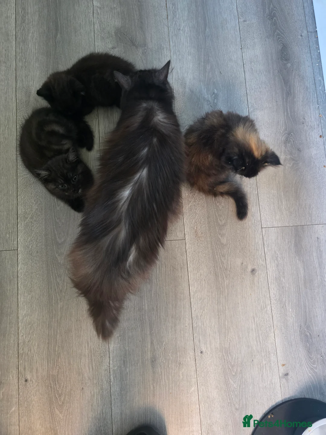 Mixed Breed cats for sale: 2 beautiful kittens - Advert 2