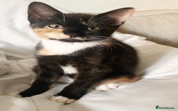 Mixed Breed cats for sale: Delightful mix-breed Siamese-black calico-kittens - Image 10