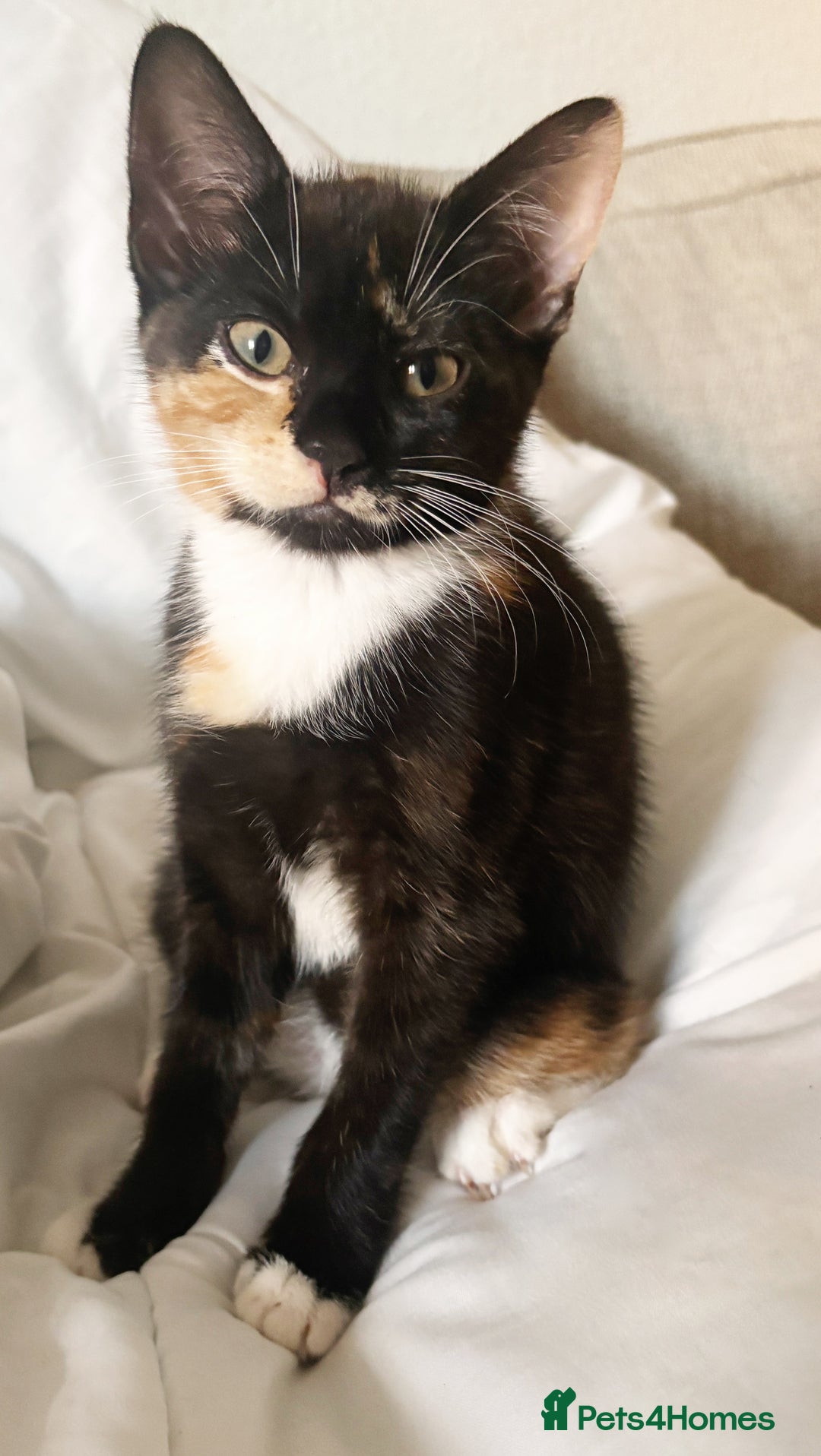 Mixed Breed cats for sale: Delightful mix-breed Siamese-black calico-kittens - Image 10