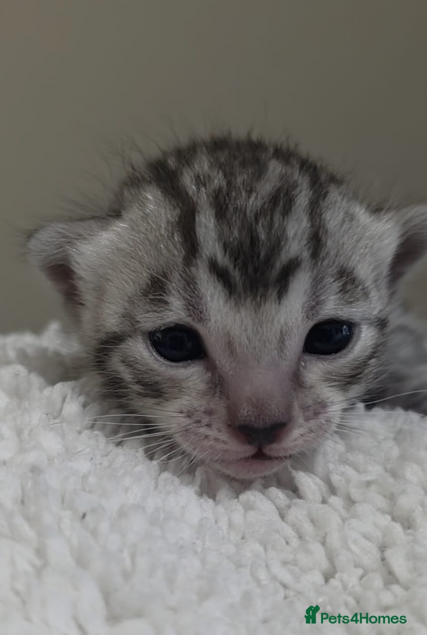 Bengal cats Silver bengal  - Advert 1