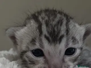 Bengal cats Silver bengal - Advert 1