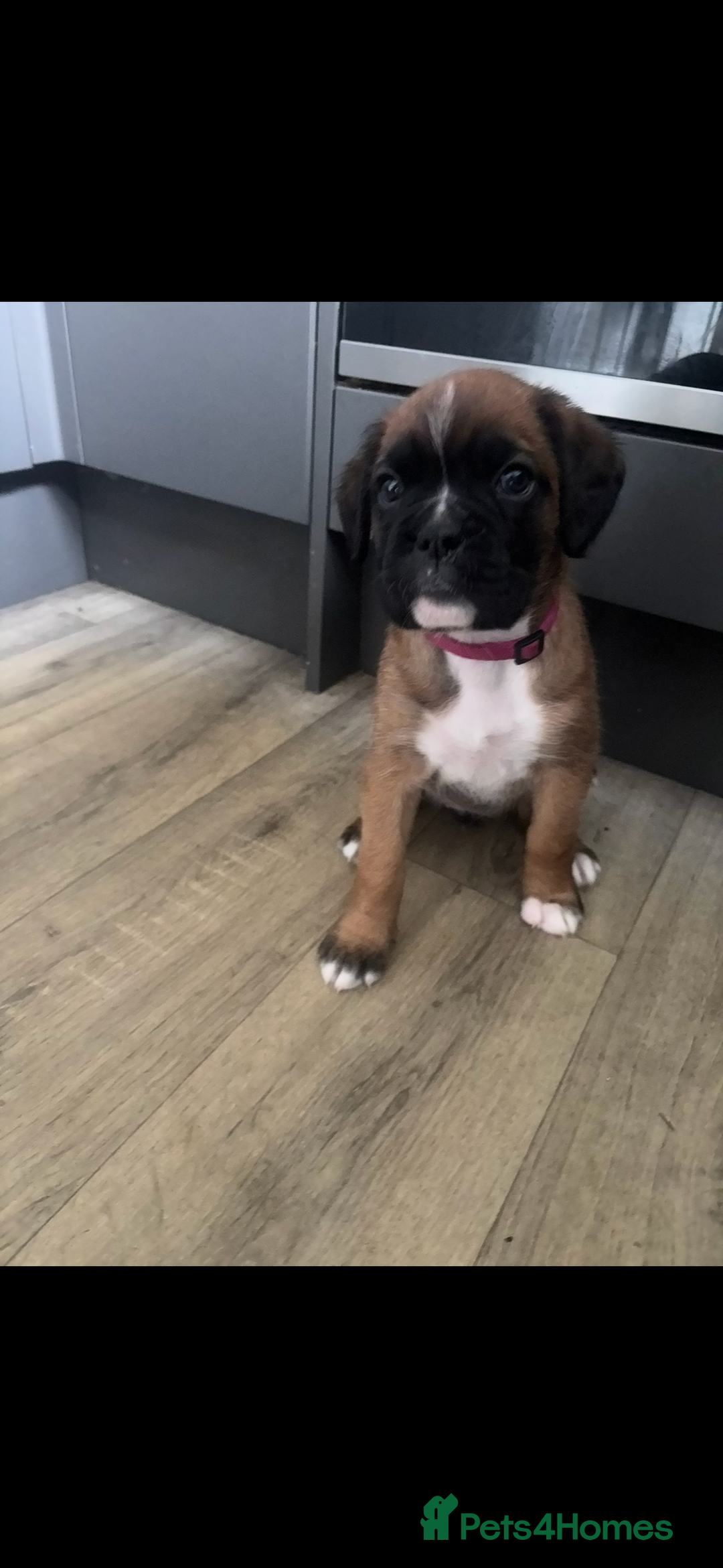 Boxer dogs for sale: Ready to leave one girl left - Advert 2