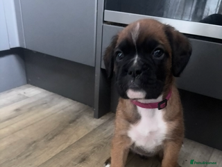 Boxer dogs - Advert 22