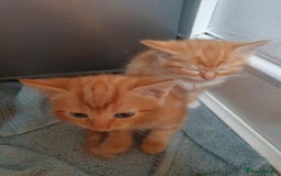 Balinese cats for sale: 6 buteful cats searching for homes. - Image 5