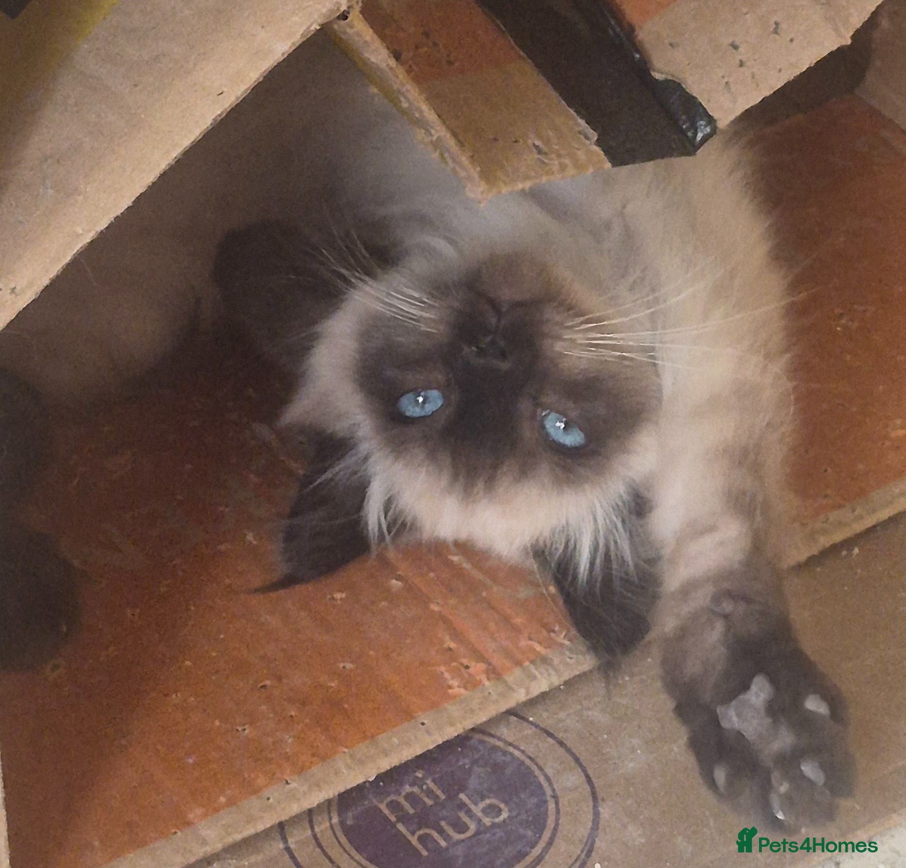 Ragdoll cats Stunning Male Ragdoll x Persian Kitten  - Advert 2