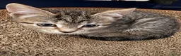 Mixed Breed cats for sale: 4 beautiful tabby kittens for sale - Advert 7