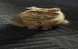 Persian cats for sale: Ginger Persian/Ragdoll male - Image 5