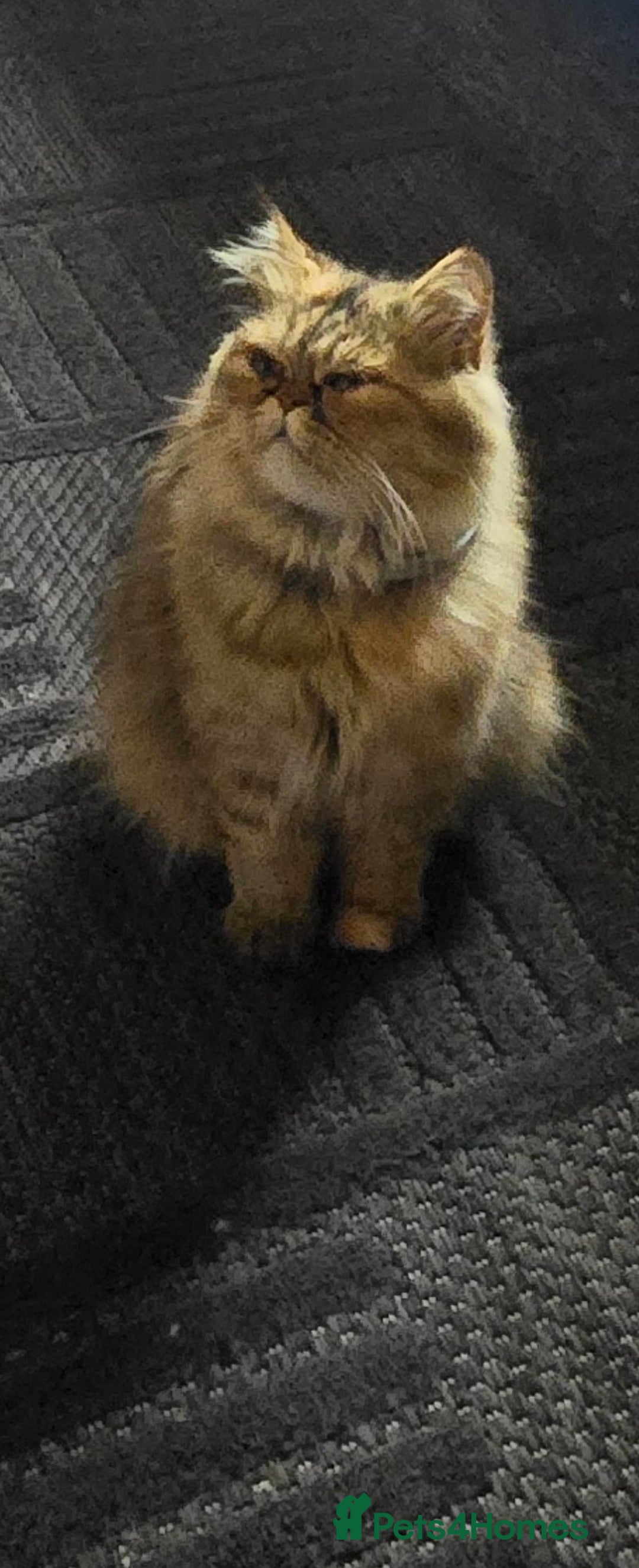 Persian cats for sale: Ginger Persian/Ragdoll male - Image 5