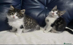 Maine Coon cats for sale: Adorable kittens mixed Maine Coon - Image 2