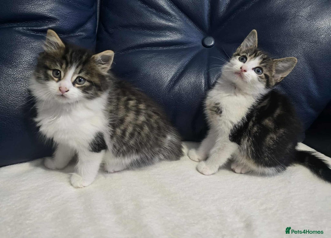 Maine Coon cats for sale: Adorable kittens mixed Maine Coon - Image 2