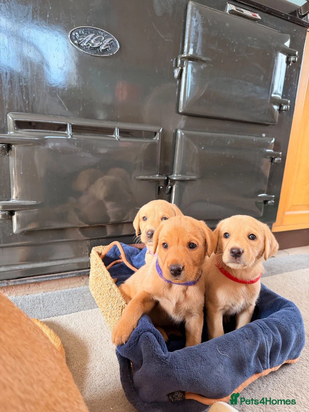 Labrador Retriever dogs for sale: Working Labrador Puppies – KC Registered in Shrewsbury - Advert 38