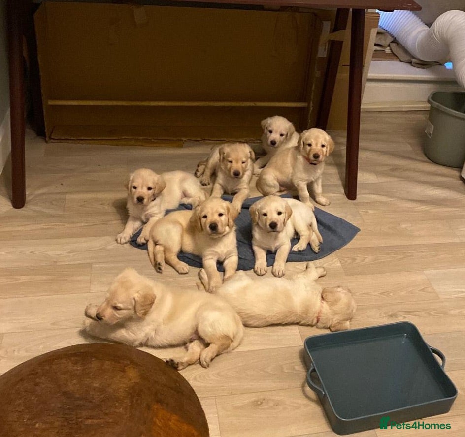 Labradoodle dogs Happy and healthy Labradoodle puppies! - Advert 1